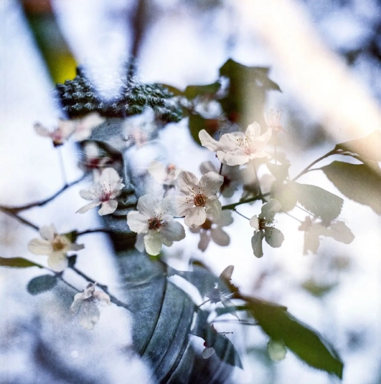 tree nature branch blossom
